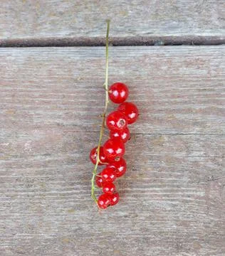 Red currant berries on old grey wooden background. Ripe harvest. Stock Photos
