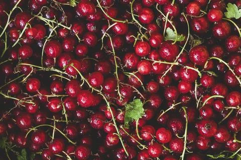 Red Currant Berries Pattern Background Foto stock