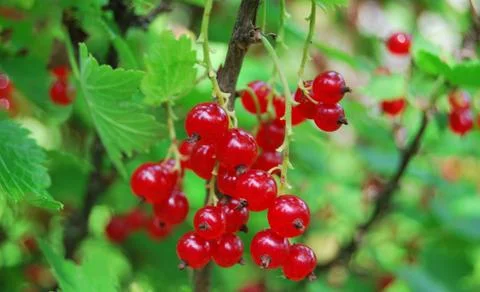 Red currant berries Foto stock