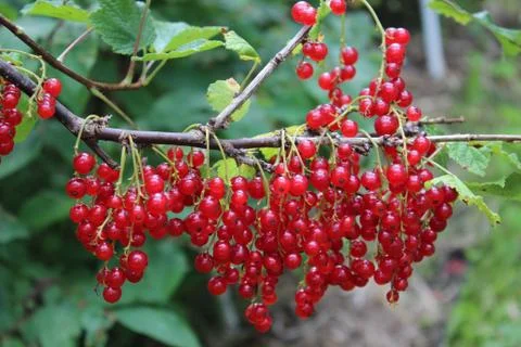 Red currant berries Stock Photos