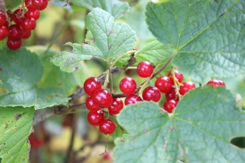 Red currant berries Stock Photos