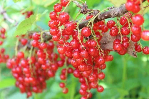 Red currant berries Stock Photos