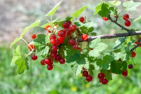 Red currant berries Stock Photos