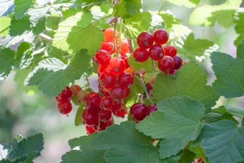 Red currant berries Stock Photos