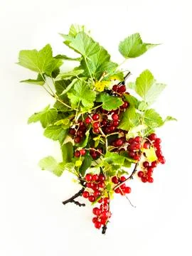Red currant berries Stock Photos