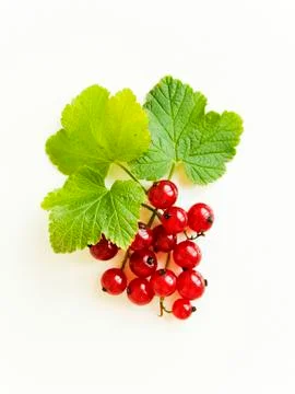 Red currant berries Stock Photos