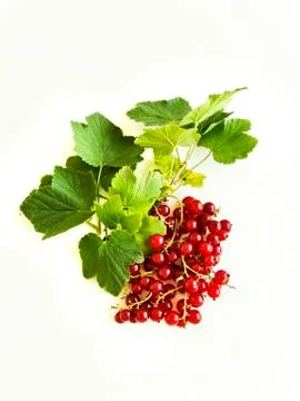 Red currant berries Stock Photos