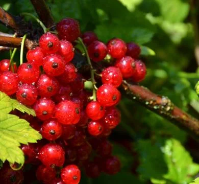 Red currant berries	 Stock Photos