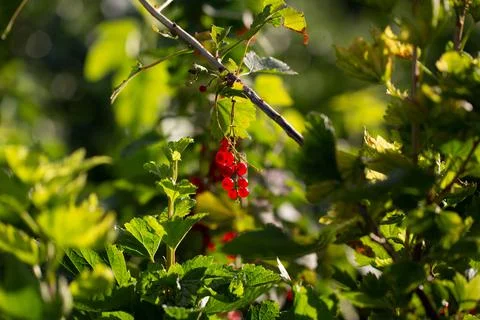 Red currant berries Stock Photos