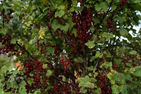 Red currant berries 写真素材