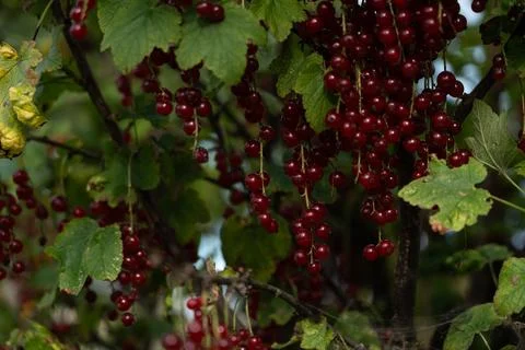 Red currant berries Stockfoto's
