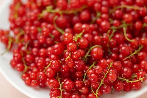 Of red currant berries Stock Photos