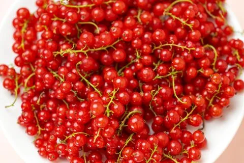 Of red currant berries Stock Photos