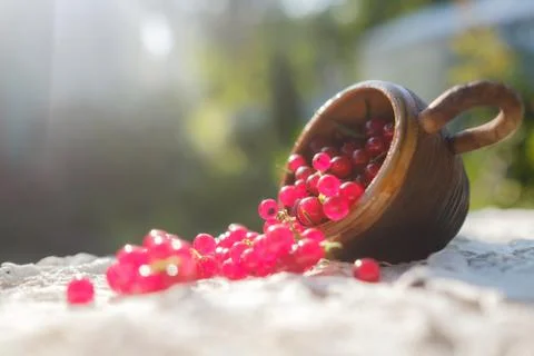Red currant berries in small cup on table in soft sun light. Stock Photos