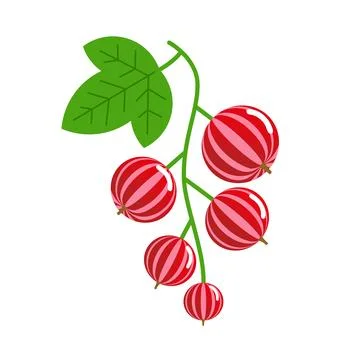 Red currant berries on the stem with a leaf. Vector isolated on white. Stock Illustration