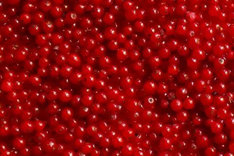 Red currant berries texture background Stock Photos