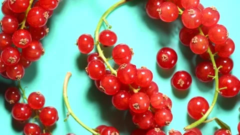 Red currant berries on turquoise background, top view. Juicy redcurrant Stock Footage 281633350