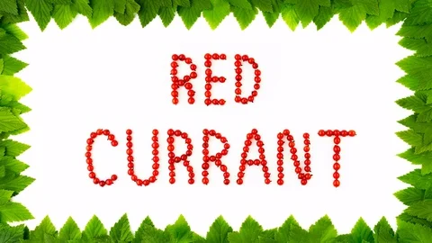 Red currant berries on white background. Fruit font, letters. Frame of leaves Stock Footage 79679007