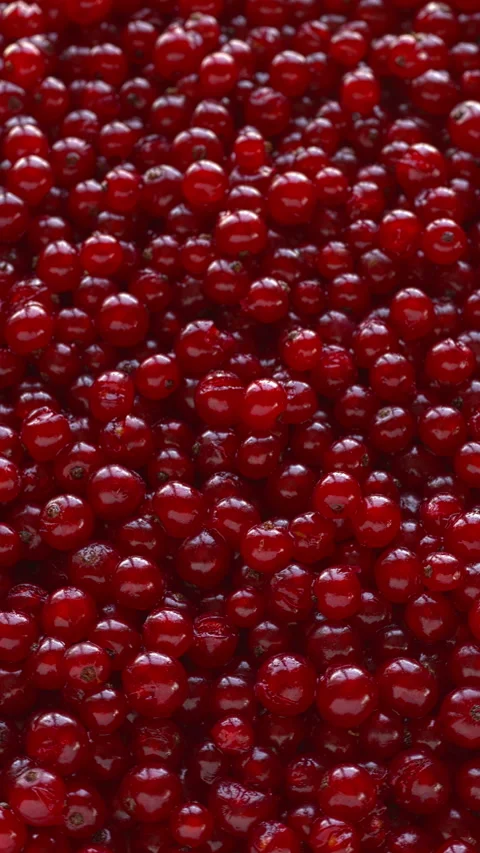 Red currant berries without stalks. Vertical video. Stock Footage 317020311