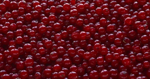 Red currant berries without stalks. Stock Footage 317020340