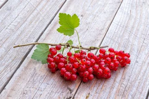 Red currant berries on wodden table Stock Photos