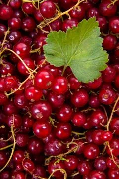 Red currant berry as background.. Stock Photos