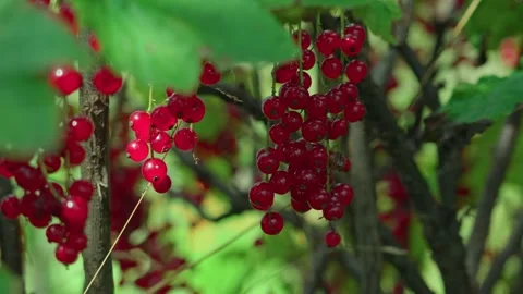 Red currant. A berry on a branch Stock Footage 316844768