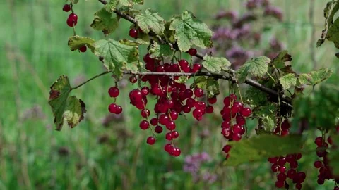 Red currant. A berry on a branch Stock Footage 316844778