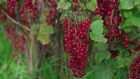 Red currant. A berry on a branch Stock Footage 316844808
