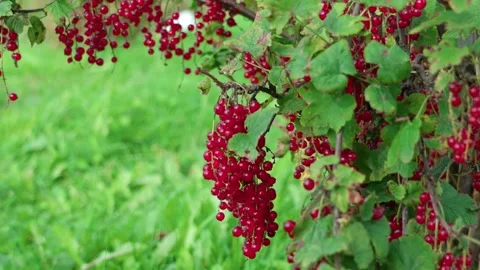 Red currant. A berry on a branch Stock Footage 316844811
