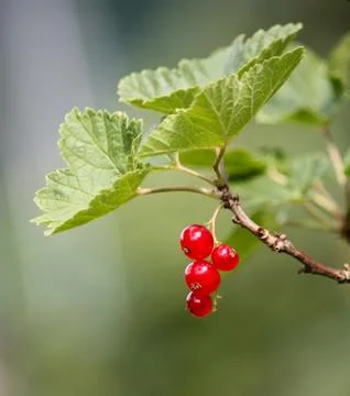 Red currant berry Stock Photos