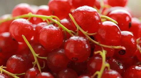 Red currant berry rotation Stock Footage 65004824