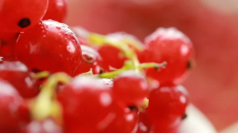 Red currant berry rotation 스톡 동영상 65004932