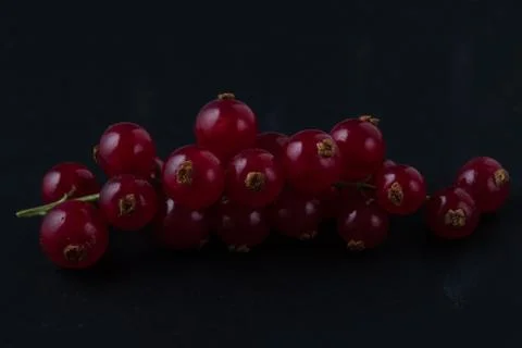 Red currant on black Stock Photos