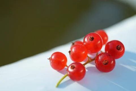 Red currant on a blue background.Blurred background. Useful vitamins. Stock Photos