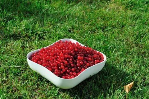 Red currant in a bowl Stock Photos