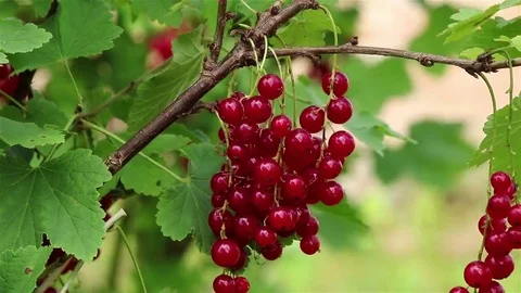 Red currant branch Stock Footage 69100902