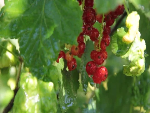 Red currant branch Video stock 78242075