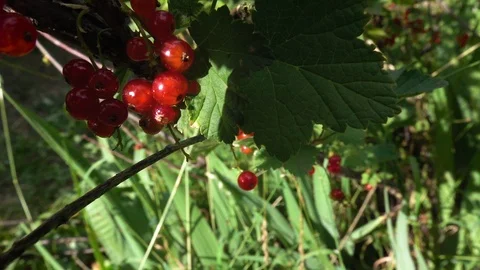 Red currant on the branch Stock-Footage 111957863