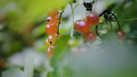 Red currant branch in the garden Stock Footage 135014637