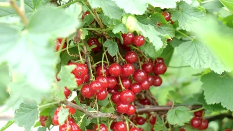 Red currant on a branch on a green background Stock Footage 157234783
