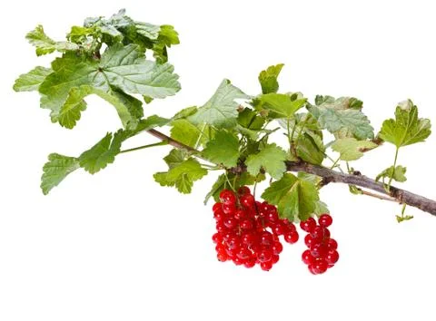 Red currant branch Stock Photos
