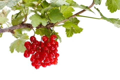 Red currant branch Stock Photos