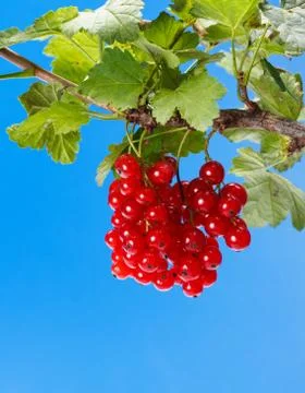 Red currant branch Stock Photos