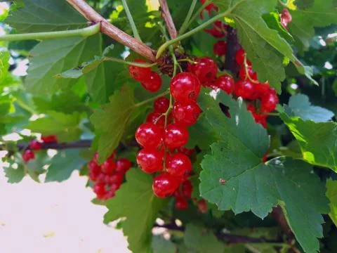 Red currant on the branch Foto stock
