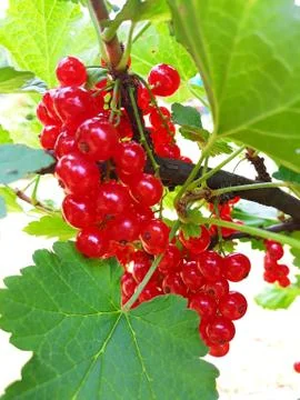 Red currant on the branch Foto stock