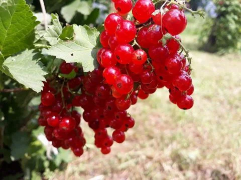 Red currant on the branch Foto stock