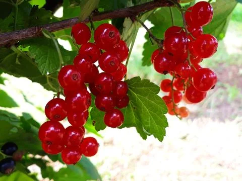 Red currant on the branch Stock Photos