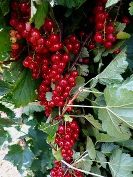 Red currant on the branch Foto stock