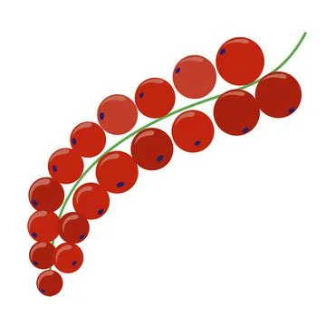 Red currant branch, red ripe berry close-up. Currant vector Stock Illustration